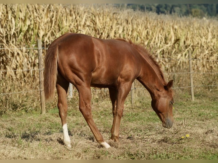 American Quarter Horse Hengst Veulen (05/2026) Vos in Deutschlandsberg
