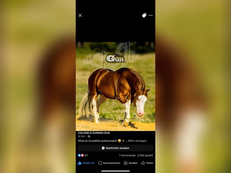 American Quarter Horse Hengst  Vos in Meppen