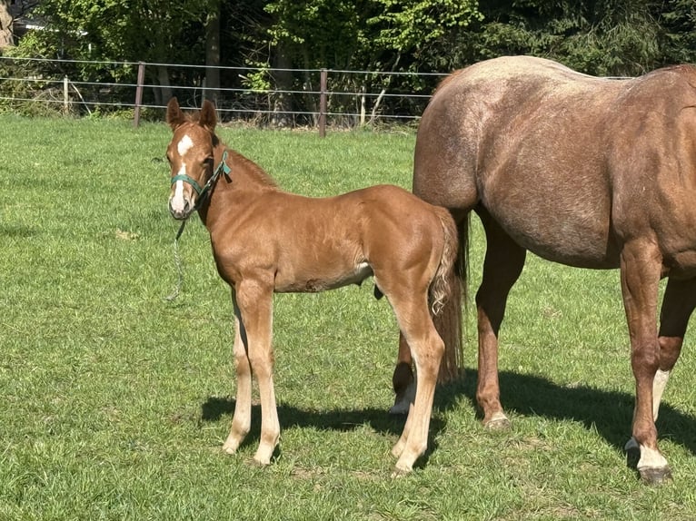 American Quarter Horse Hengst  Vos in Lahn