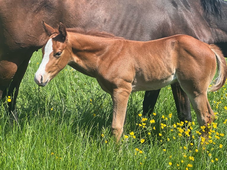 American Quarter Horse Hengst  Vos in Iggingen