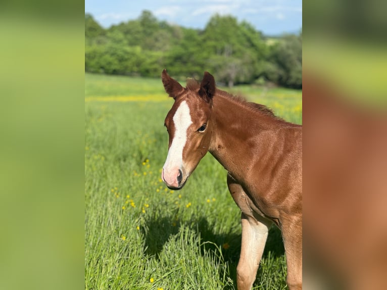 American Quarter Horse Hengst  Vos in Iggingen