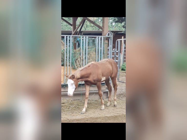 American Quarter Horse Hengst veulen (01/2024) Vos in Kraichtal