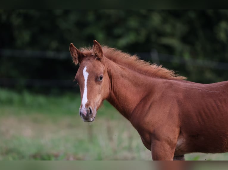 American Quarter Horse Hengst veulen (07/2024) Vos in Dietenheim