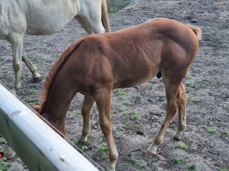 American Quarter Horse Hengst Veulen (06/2026) Vos in Zenderen