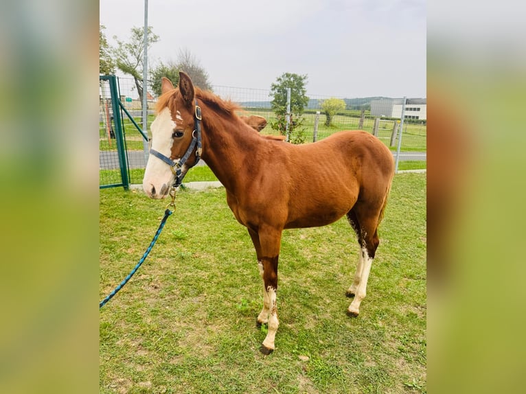 American Quarter Horse Hengst Veulen (06/2025) in Horitschon