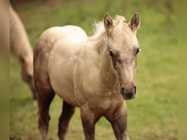 American Quarter Horse Hengst veulen (05/2024) in Mehren