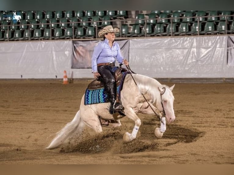 American Quarter Horse Hengst veulen (05/2024) in Mehren