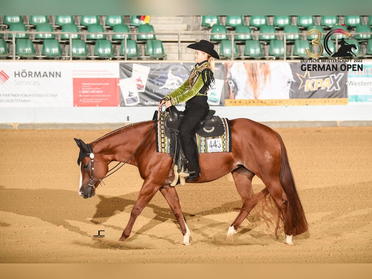 American Quarter Horse Hengst Vos in Zülpich