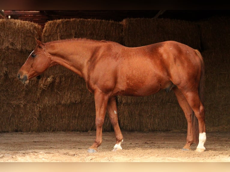 American Quarter Horse Hengst Vos in Forst (Lausitz)