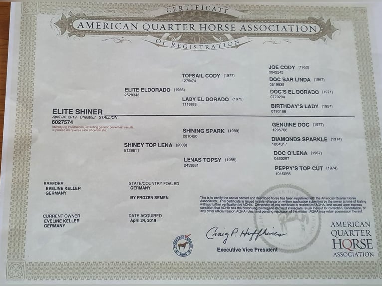 American Quarter Horse Hengst Vos in Kirchdorf an der Iller