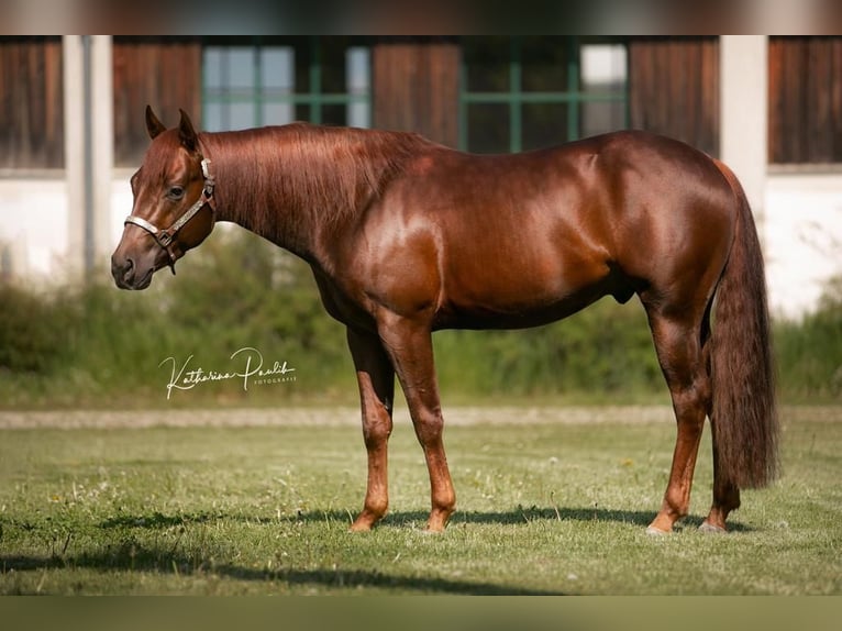 American Quarter Horse Hengst Vos in Kirchdorf an der Iller