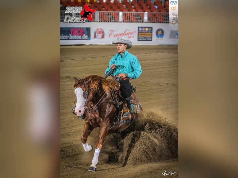 American Quarter Horse Hengst Vos in GOSSOLENGO