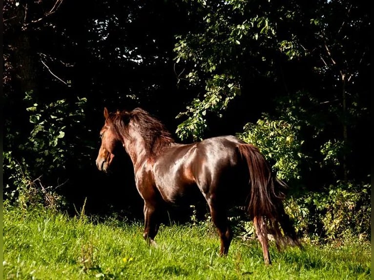 American Quarter Horse Hengst in Buttwil