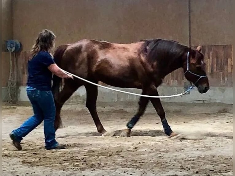 American Quarter Horse Hengst in Buttwil