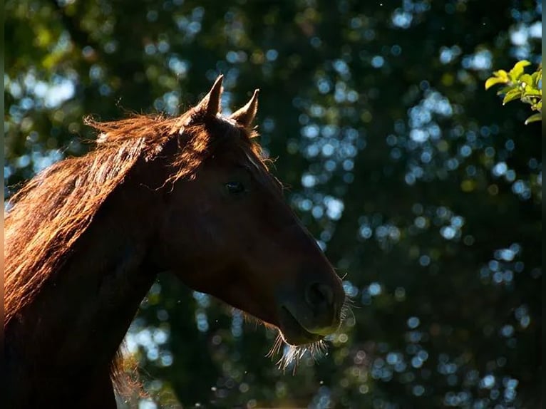 American Quarter Horse Hengst in Buttwil