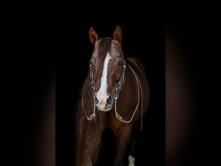 American Quarter Horse Hengst in Villingen-Schwenningen