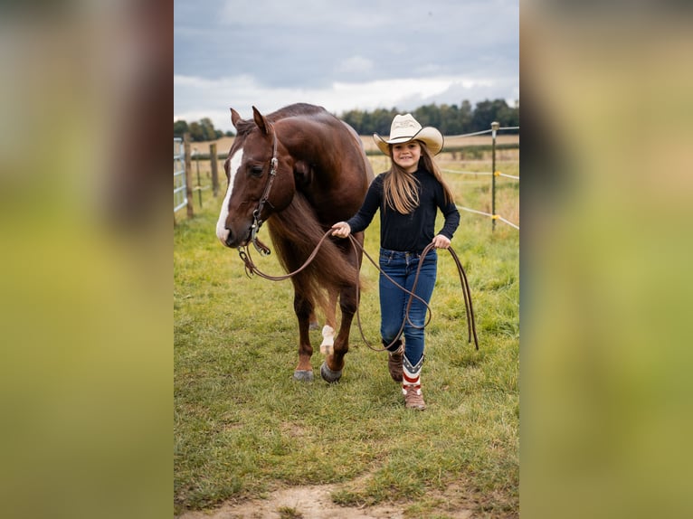 American Quarter Horse Hengst in Villingen-Schwenningen