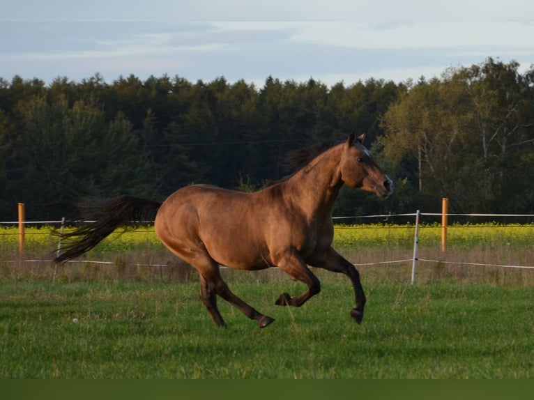 American Quarter Horse Hengst in Nordhorn