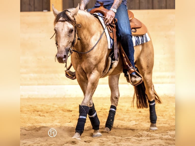 American Quarter Horse Hengst in KleinschwabhausenMellingen