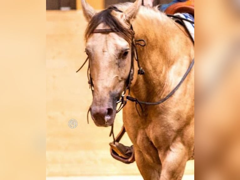 American Quarter Horse Hengst in KleinschwabhausenMellingen