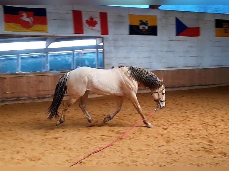 American Quarter Horse Hengst in KleinschwabhausenMellingen