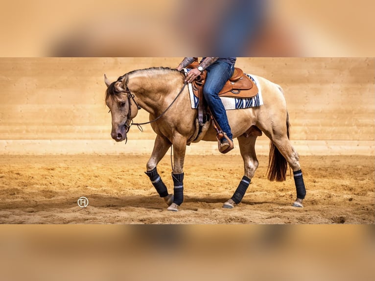 American Quarter Horse Hengst in KleinschwabhausenMellingen