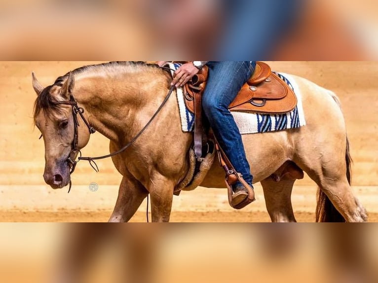 American Quarter Horse Hengst in KleinschwabhausenMellingen