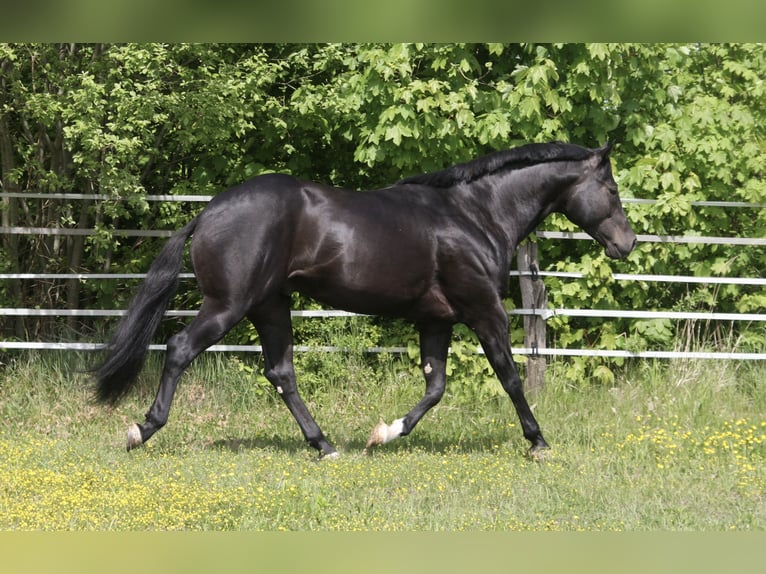 American Quarter Horse Hengst Zwart in P&#xF6;ttsching
