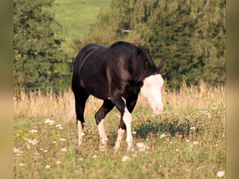 American Quarter Horse Hengst Zwart in Bautzen