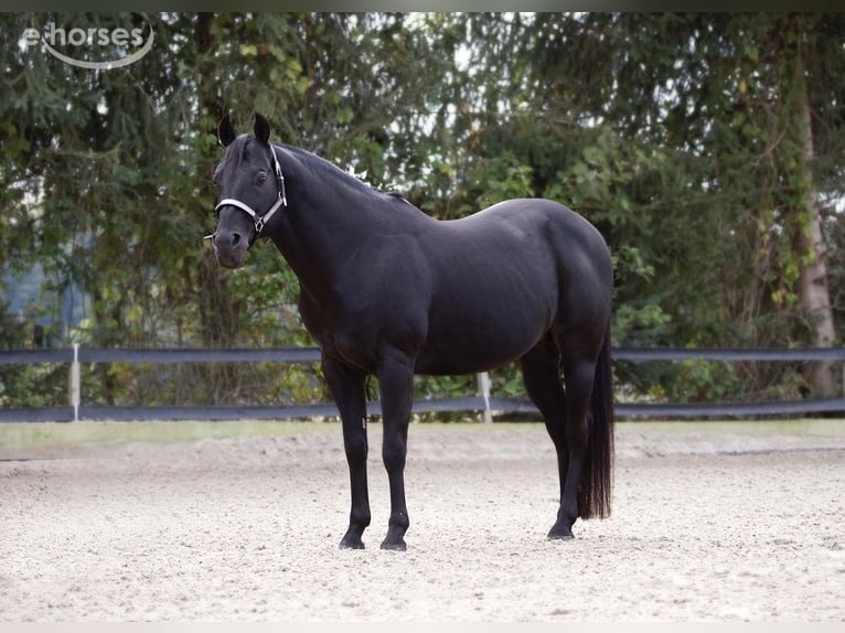 American Quarter Horse Hengst Zwart in Tannheim