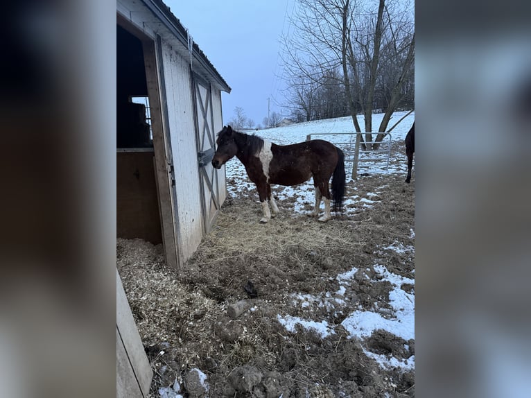 American Quarter Horse Mix Klacz 10 lat 127 cm in Navarre