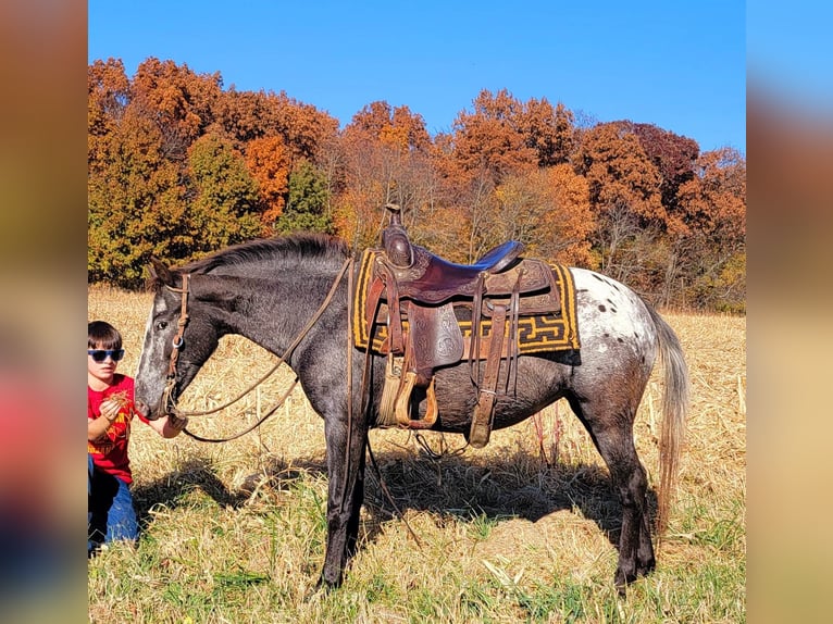 American Quarter Horse Klacz 10 lat 132 cm Gniada in Effingham IL