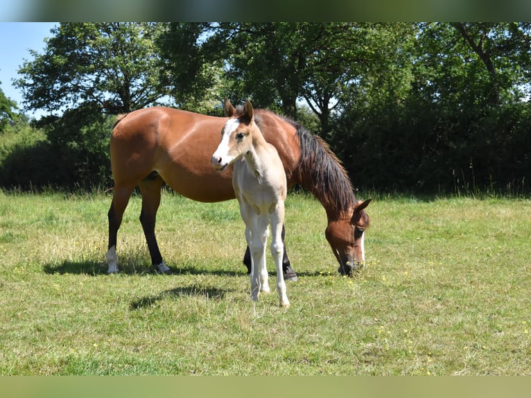 American Quarter Horse Klacz 10 lat 143 cm Gniada in CHAMBON