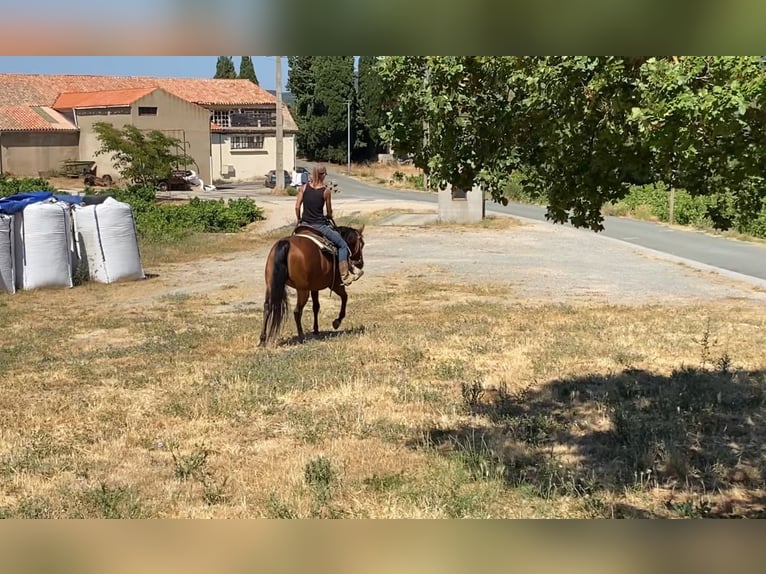 American Quarter Horse Klacz 10 lat 145 cm Gniada in Montgaillard