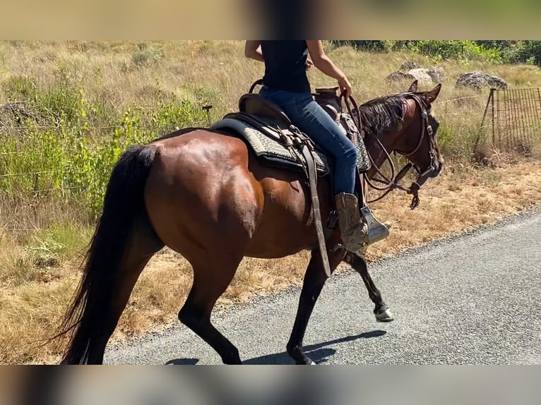 American Quarter Horse Klacz 10 lat 145 cm Gniada in Montgaillard