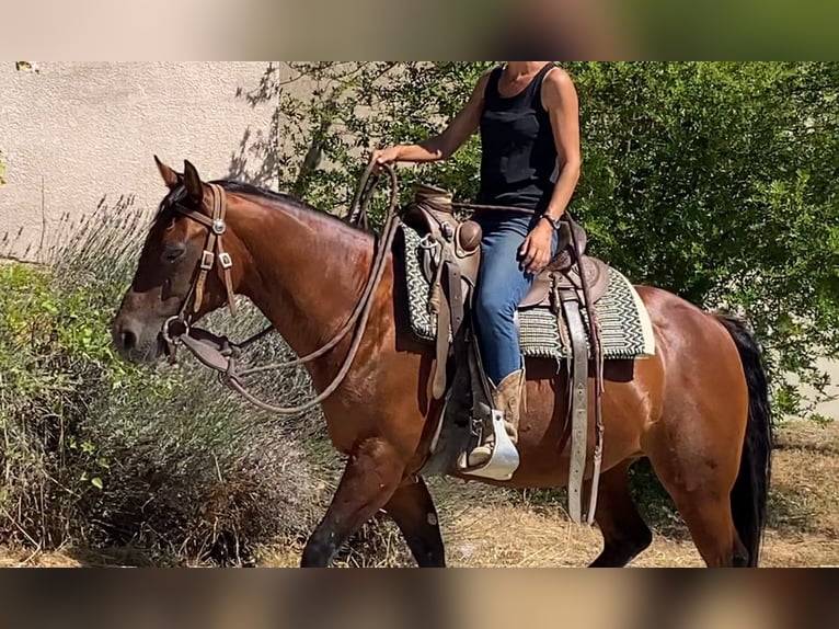 American Quarter Horse Klacz 10 lat 145 cm Gniada in Montgaillard
