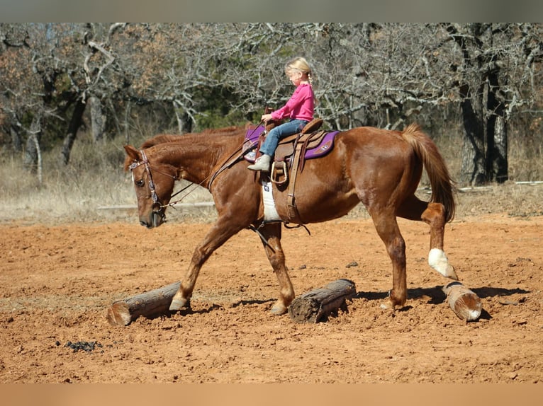 American Quarter Horse Klacz 10 lat 147 cm Cisawa in Poolville