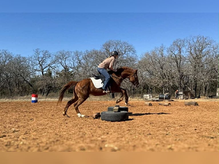 American Quarter Horse Klacz 10 lat 147 cm Cisawa in Poolville