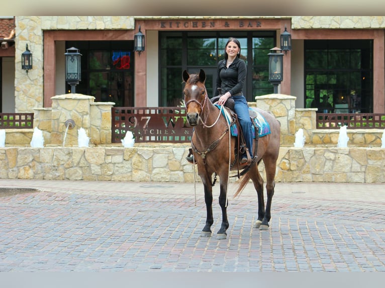 American Quarter Horse Klacz 10 lat 147 cm Gniadodereszowata in Poolville