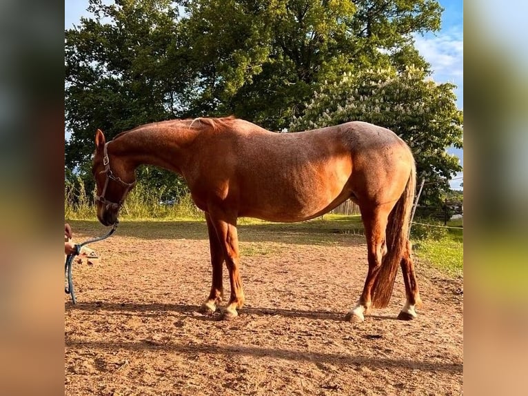 American Quarter Horse Klacz 10 lat 147 cm Kasztanowatodereszowata in Salzwedel
