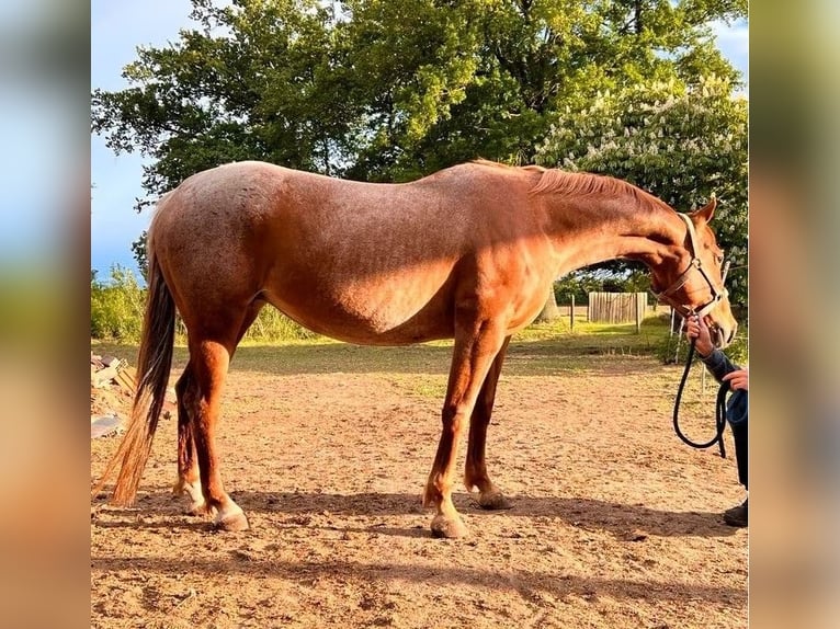 American Quarter Horse Klacz 10 lat 147 cm Kasztanowatodereszowata in Salzwedel