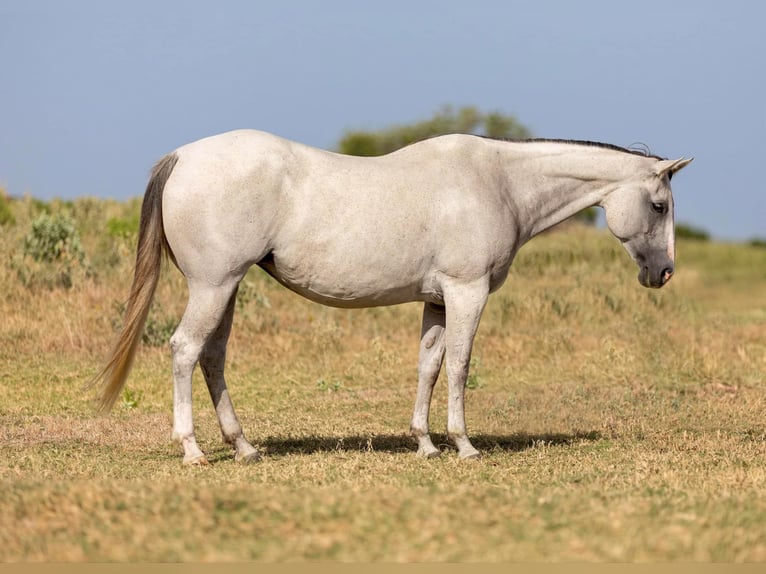 American Quarter Horse Klacz 10 lat 147 cm Siwa in Weatherford Tx