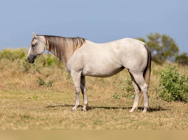 American Quarter Horse Klacz 10 lat 147 cm Siwa in Weatherford Tx