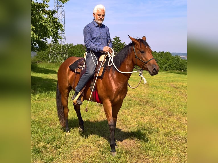 American Quarter Horse Klacz 10 lat 148 cm Gniada in Müglitztal