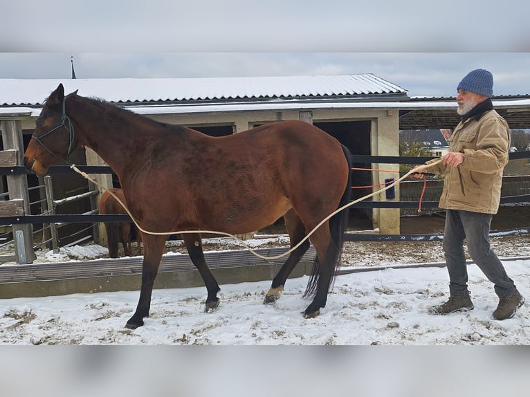 American Quarter Horse Klacz 10 lat 148 cm Gniada in Müglitztal
