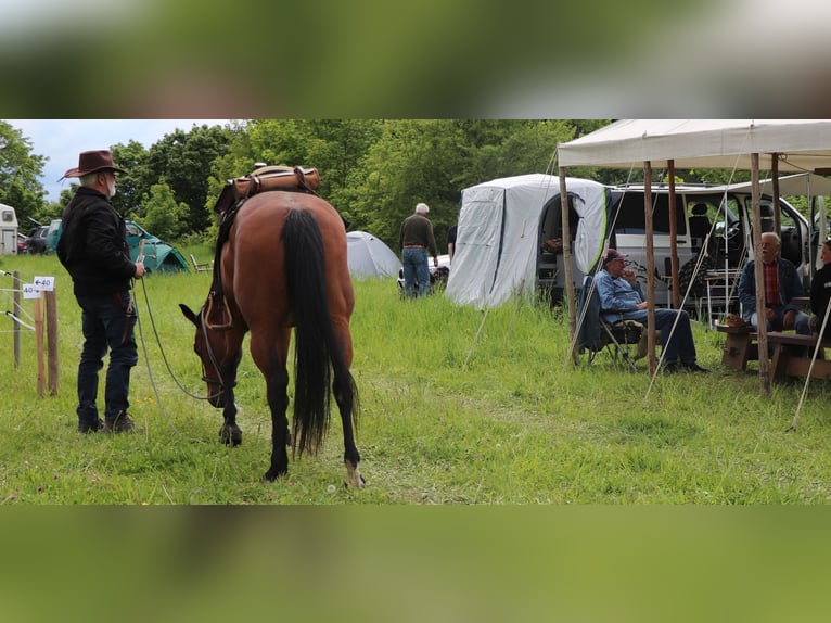 American Quarter Horse Klacz 10 lat 148 cm Gniada in Müglitztal