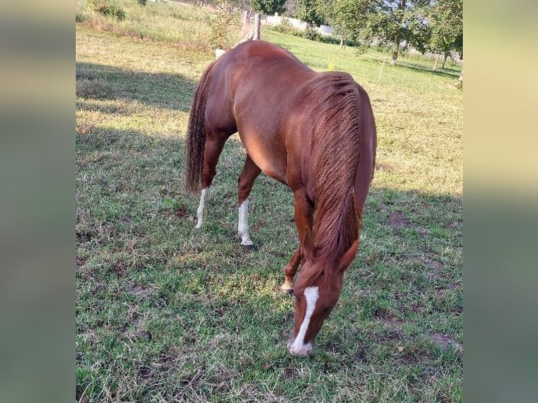 American Quarter Horse Klacz 10 lat 148 cm Kasztanowata in ExtertalExtertal