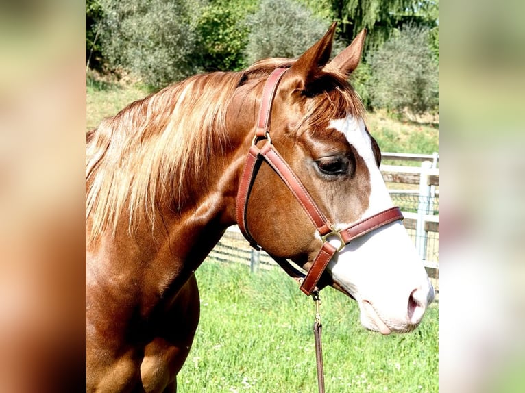 American Quarter Horse Klacz 10 lat 148 cm Kasztanowata in Eurasburg