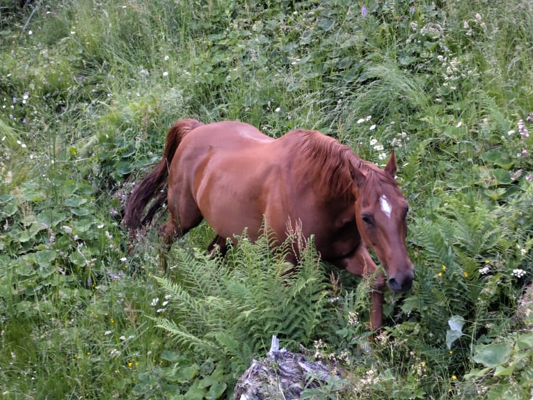 American Quarter Horse Klacz 10 lat 148 cm  in Lienz