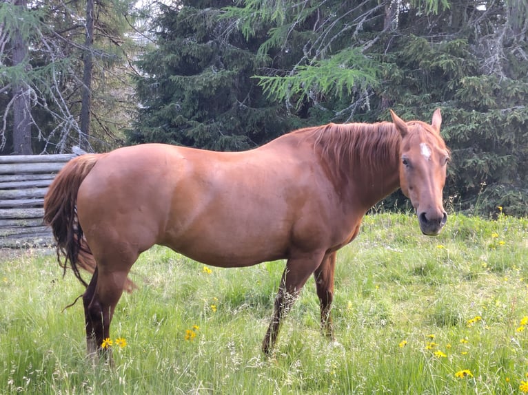 American Quarter Horse Klacz 10 lat 148 cm  in Lienz